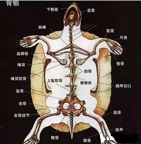 烏龜有骨頭嗎|【烏龜有骨頭嗎】原來烏龜有骨頭？揭開烏龜骨骼結構的詭異真相。